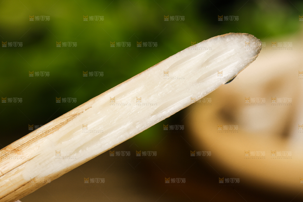 手里拿着藕苗