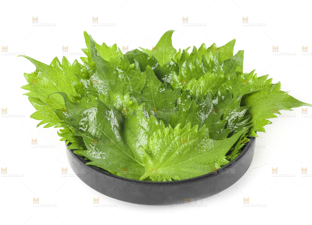 一盘东北苏子叶放在白底上