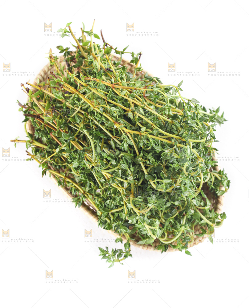 一盘麝香草放在白底上