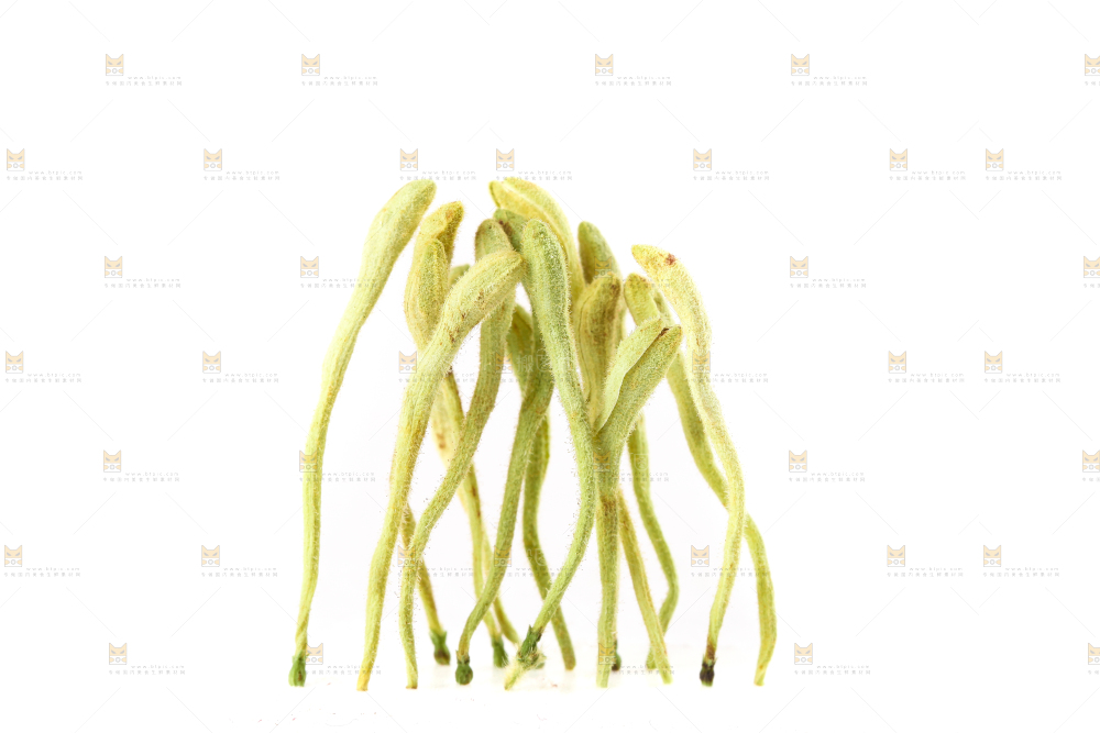 白底上的金银花