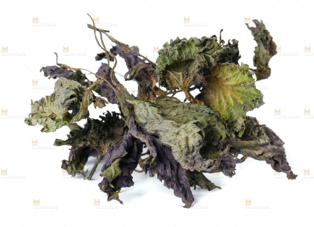 白底上的紫苏叶干