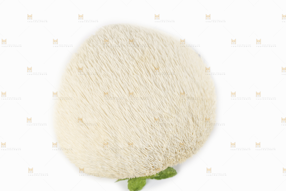 白底上的长白山猴头菇