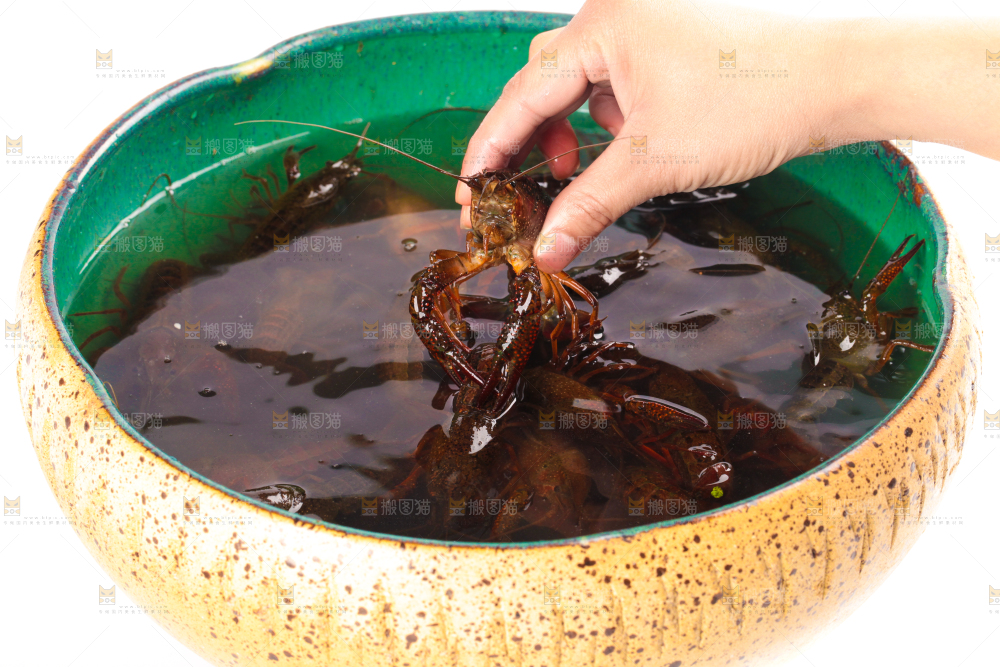 新鲜小龙虾