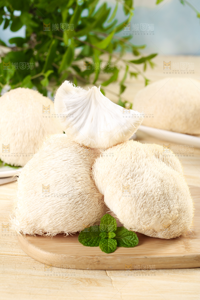 木板上放着长白山猴头菇