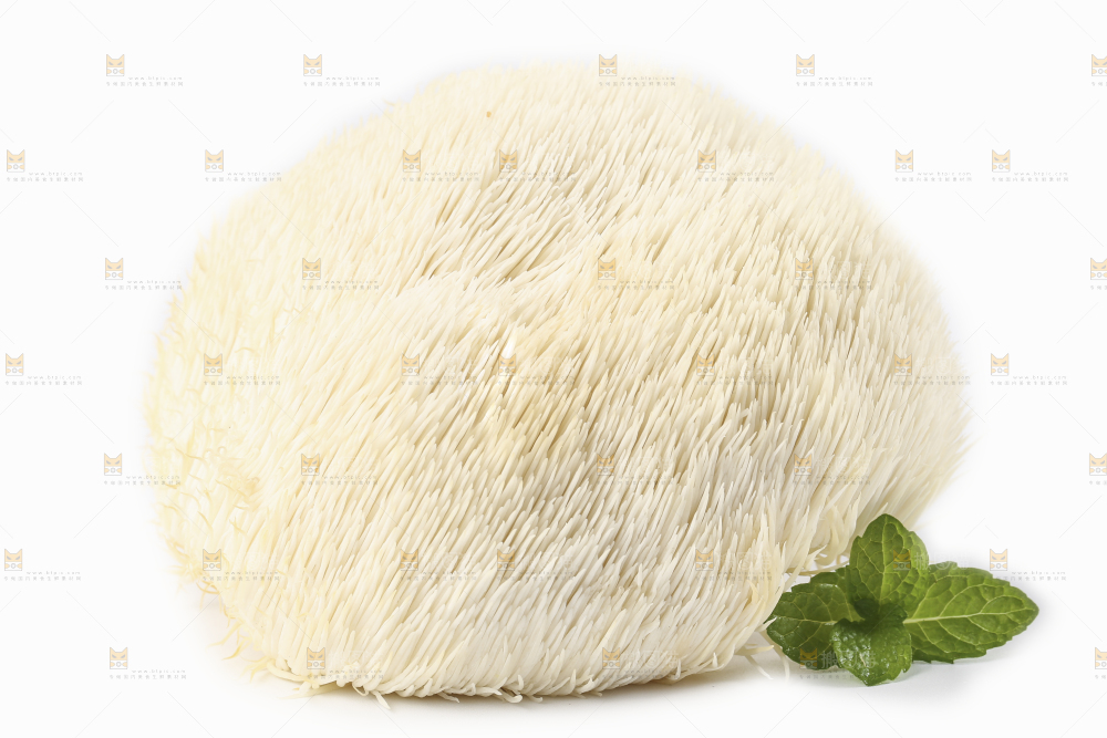 白底上的长白山猴头菇