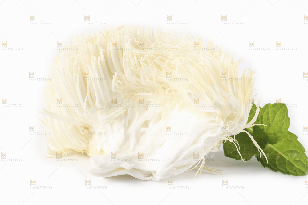 白底上的长白山猴头菇