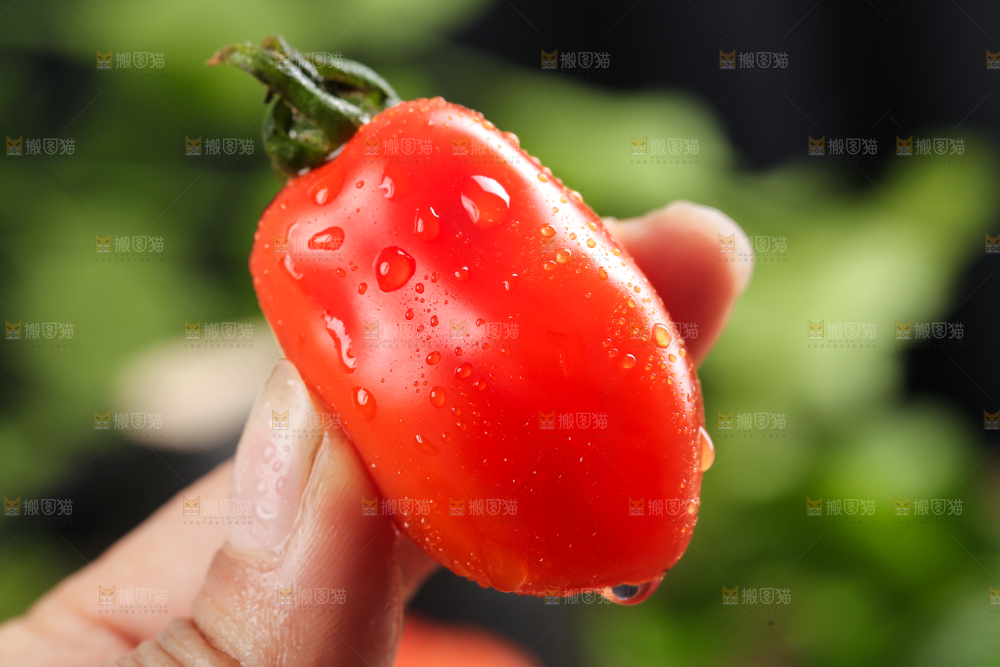 手里拿着丹东409小柿子