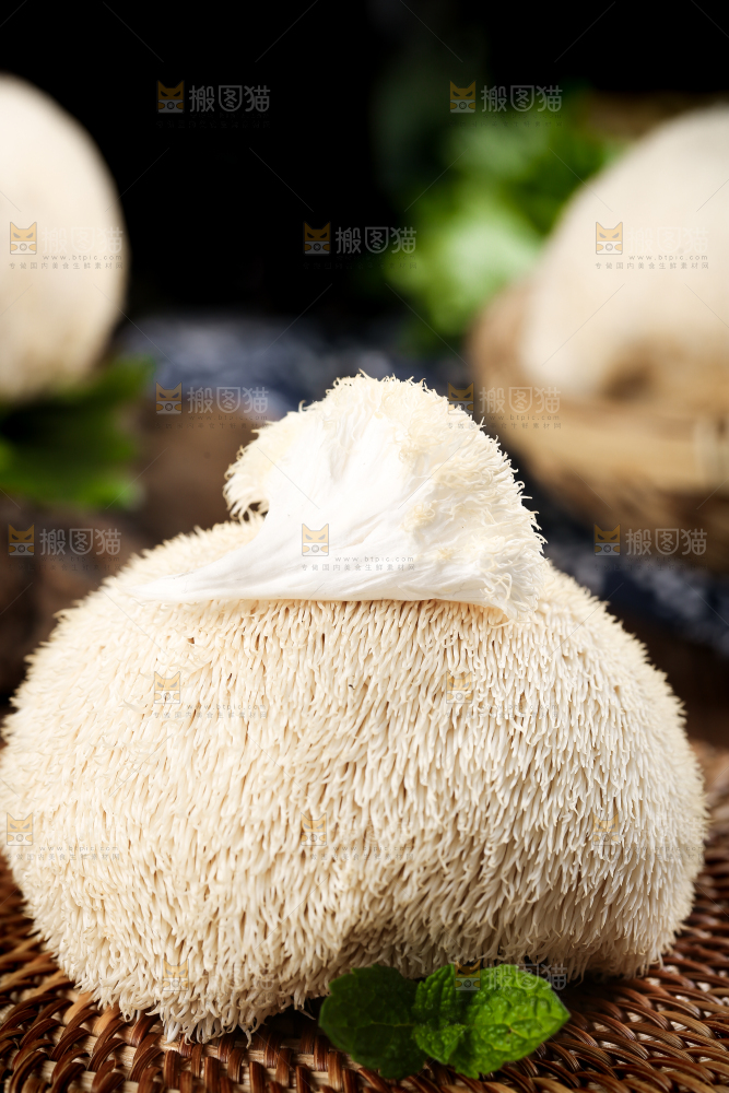 竹底上的云南新鲜猴头菇