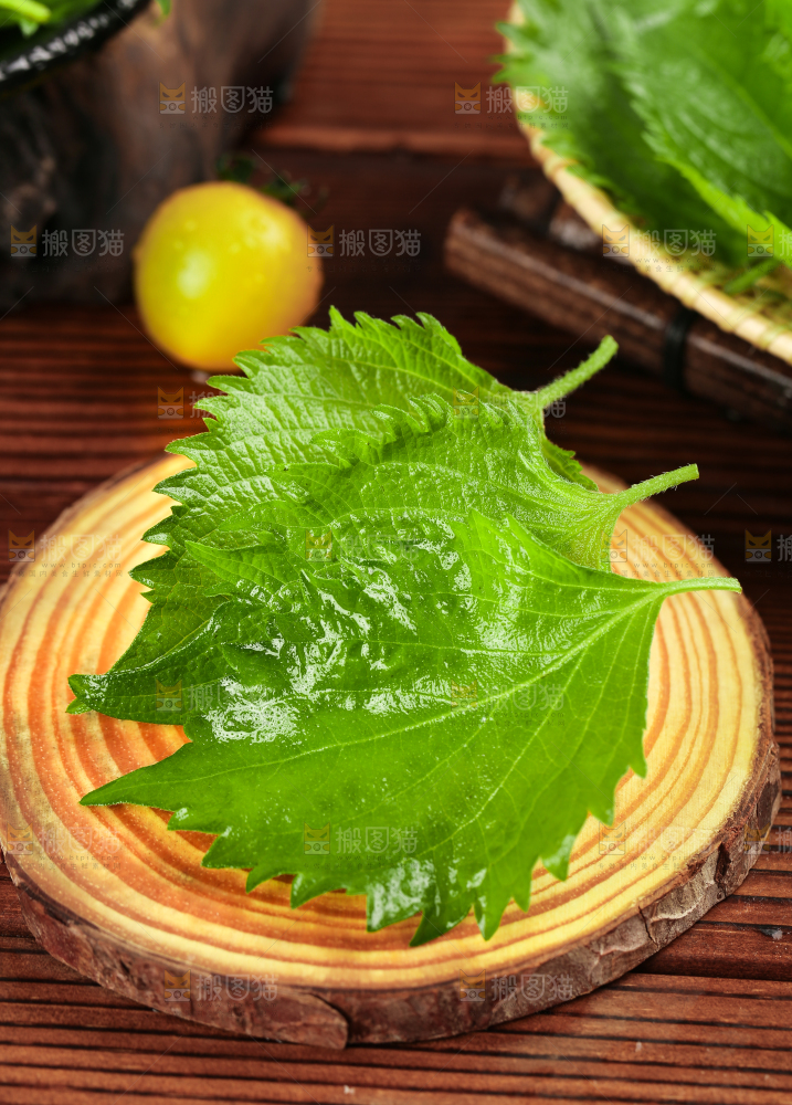 木底上的东北苏子叶