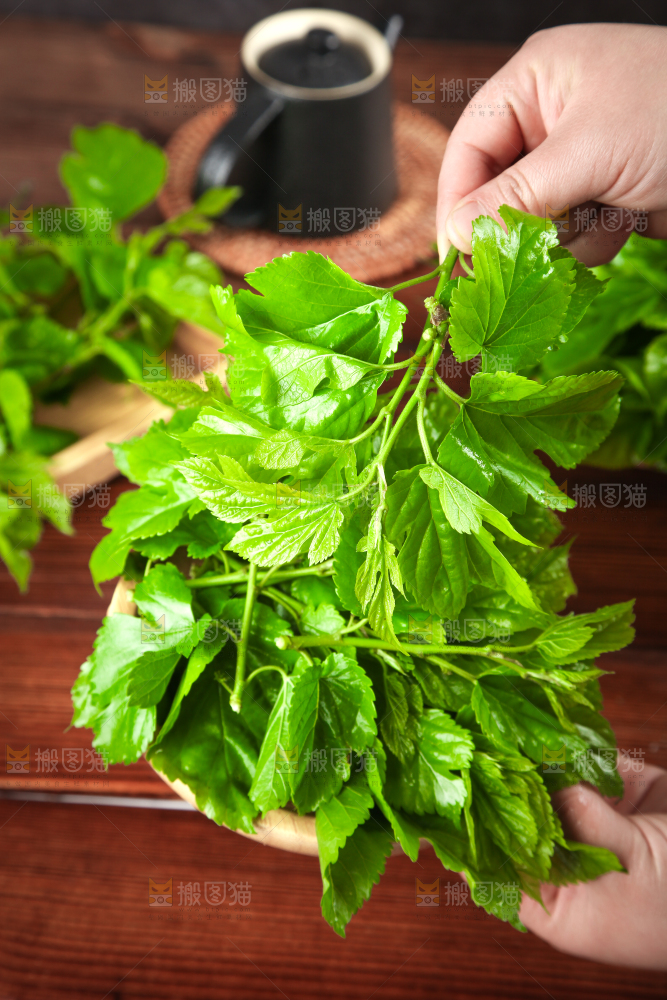 手拿桑叶