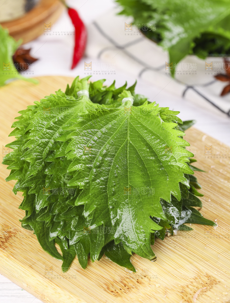 新鲜的绿紫苏叶放在木底上