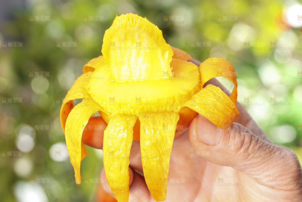 手拿剥皮的台农芒果