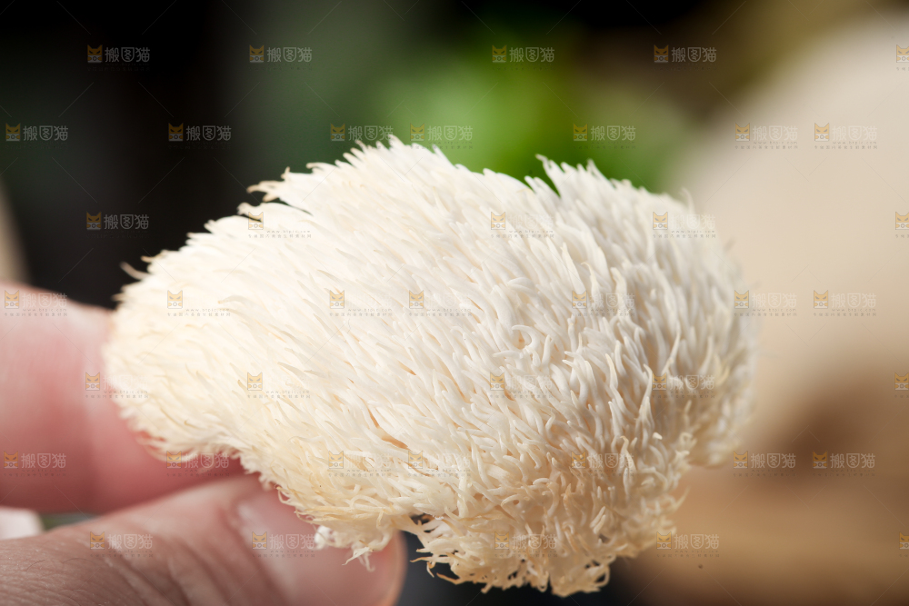 手里拿着新鲜猴头菇