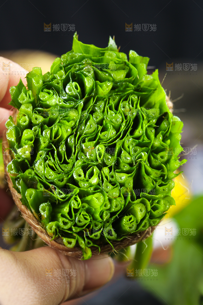 手拿切开的云南大香菜