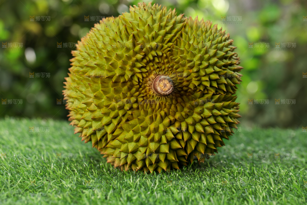 草地上的泰国甲仑榴莲