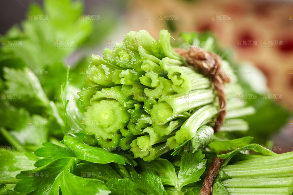 深底上的青岛新鲜芹菜