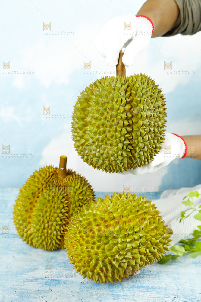 蓝底上的巴掌榴莲
