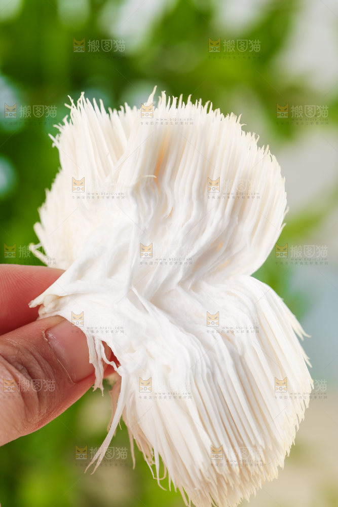 木板上放着长白山猴头菇
