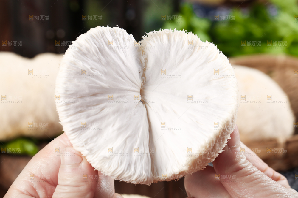 手里拿着新鲜猴头菇