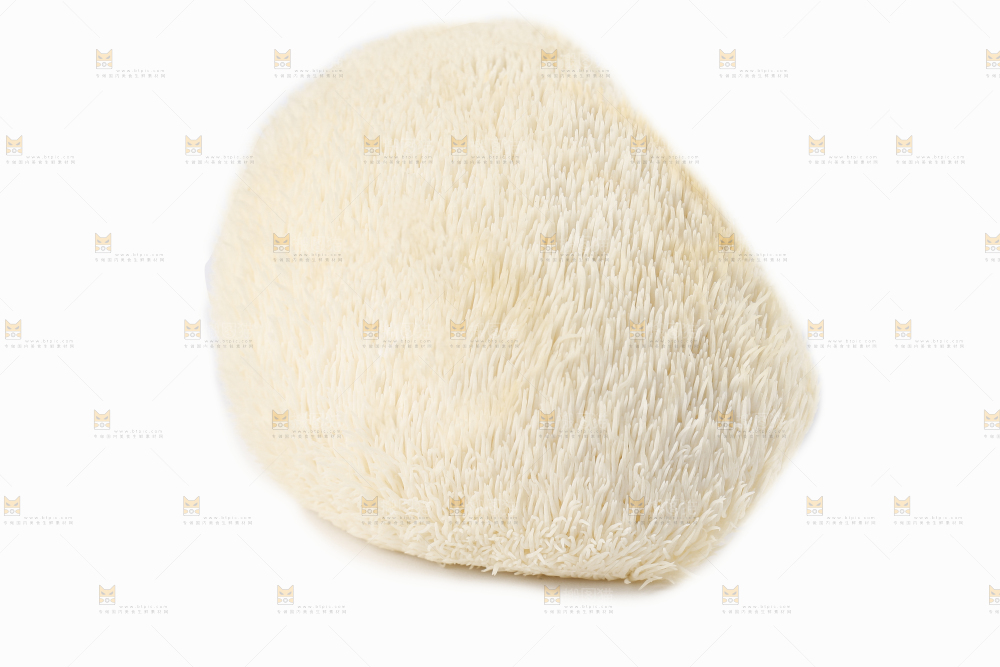 白底上的长白山猴头菇