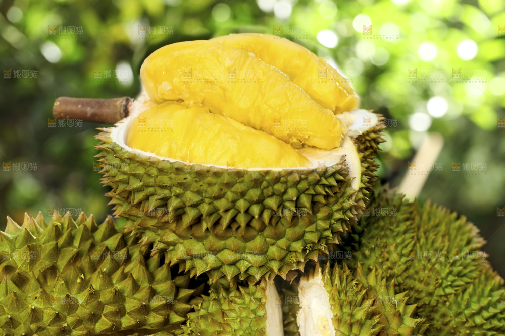 草地上摆放着甲仑榴莲