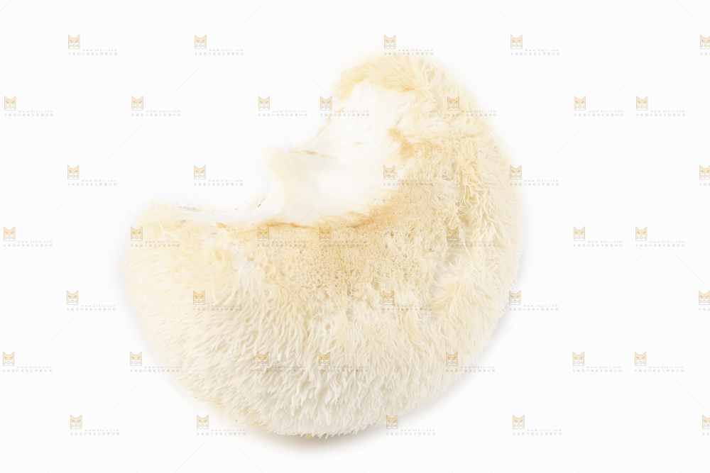 白底上的长白山猴头菇