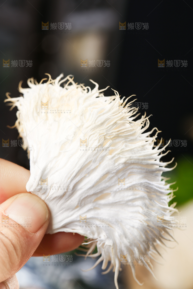 手里拿着新鲜猴头菇