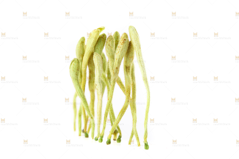 白底上的金银花