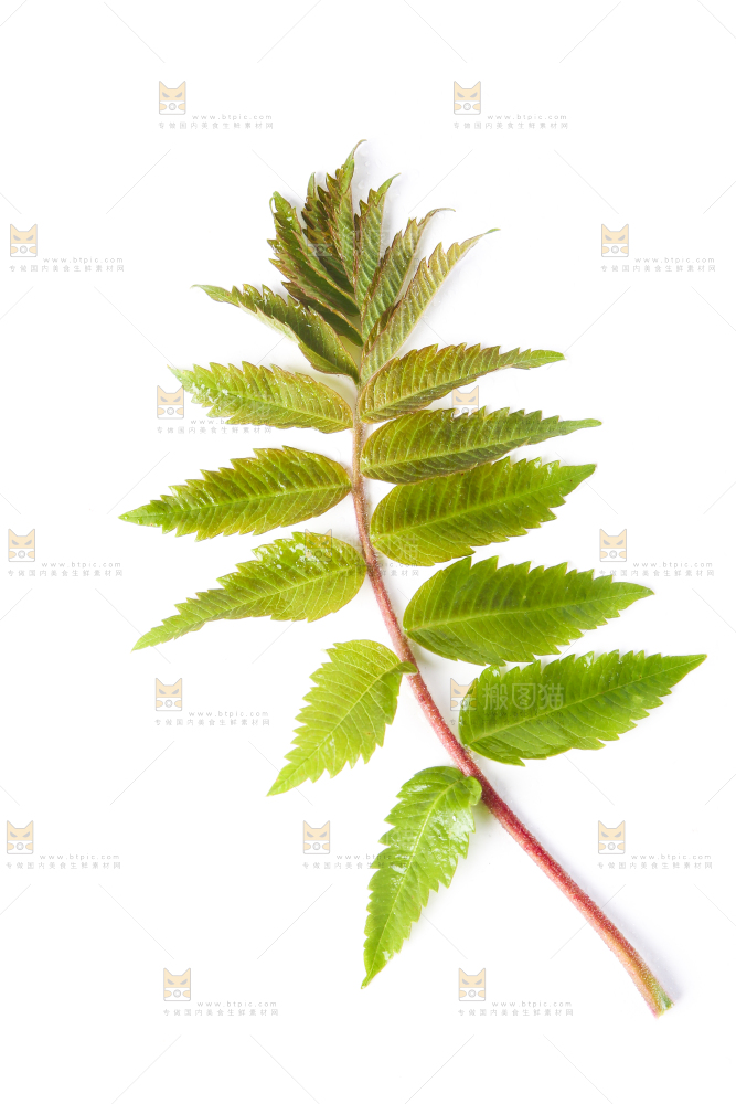 白底上放着新鲜香椿芽