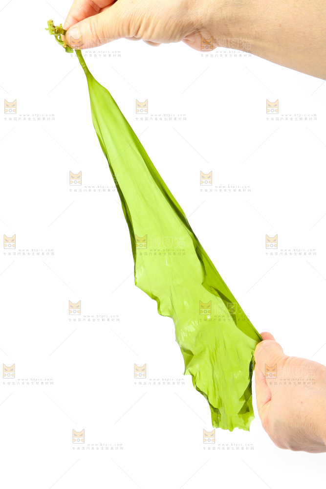 白底上放着海带苗