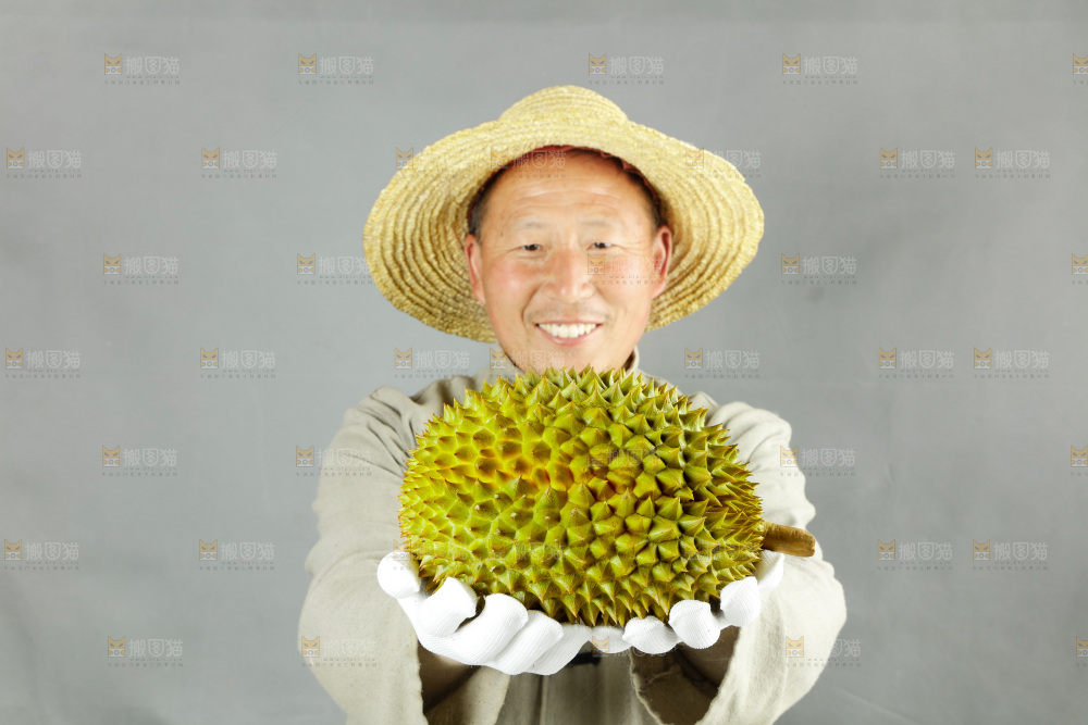 农民手里拿着泰国甲仑榴莲