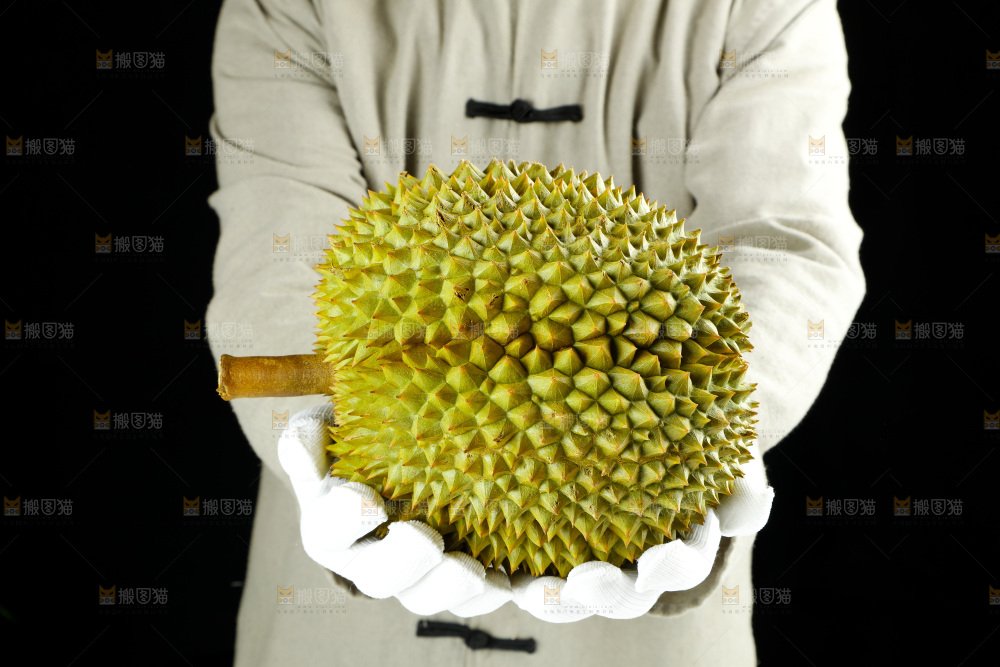 农民手里拿着泰国甲仑榴莲