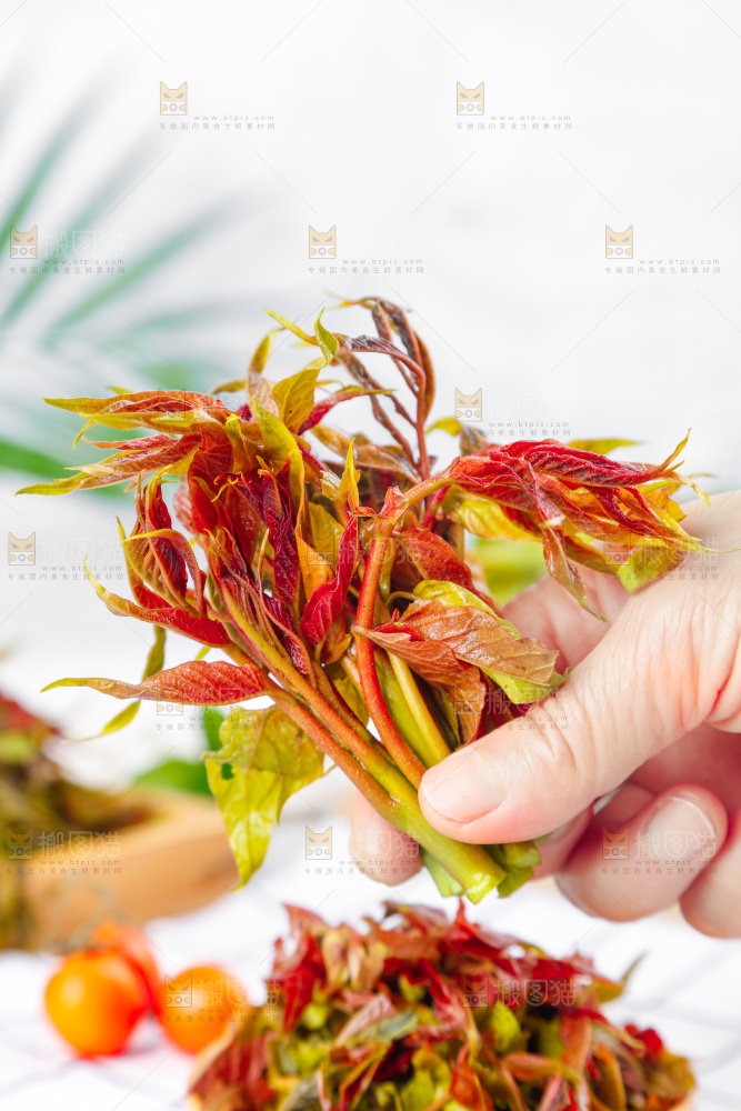 手拿沂蒙山香椿芽