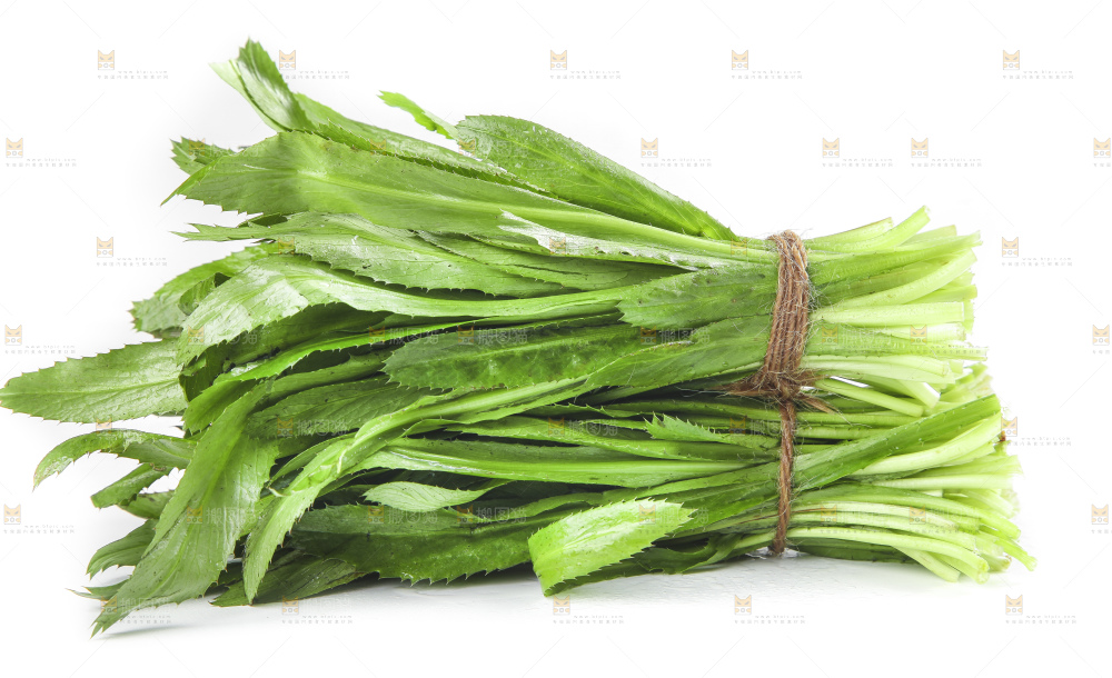 白底上的云南新鲜大香菜