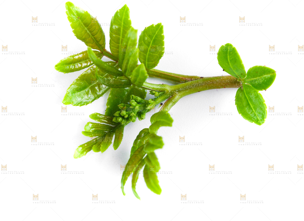 白底上的新鲜花椒芽