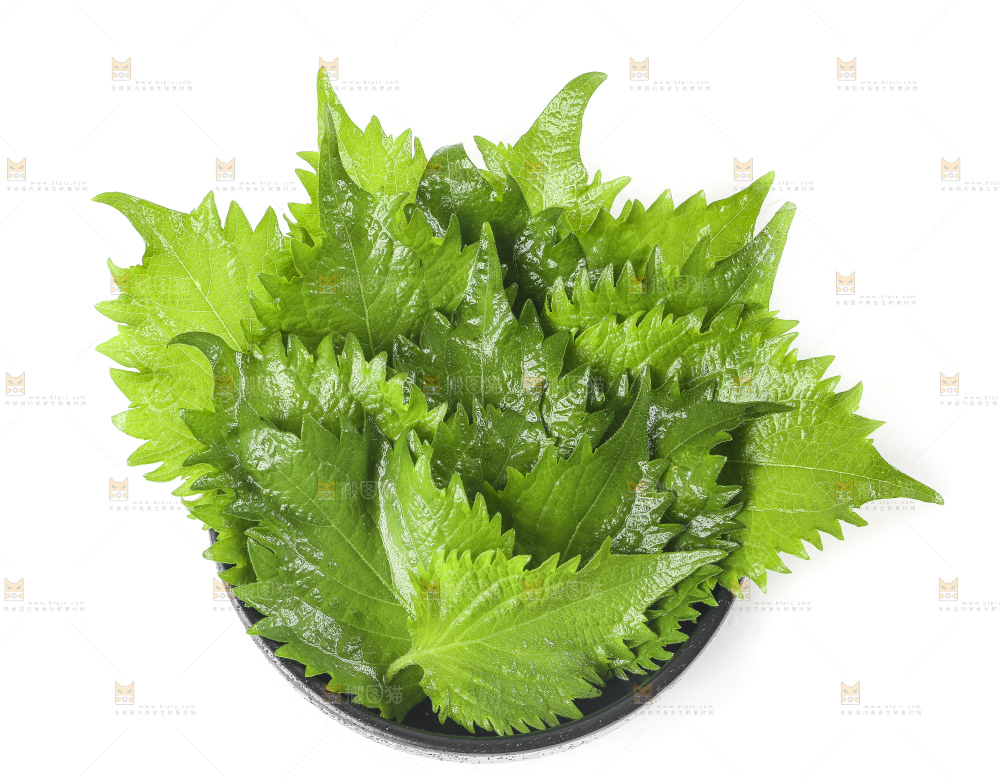 一盘东北苏子叶放在白底上