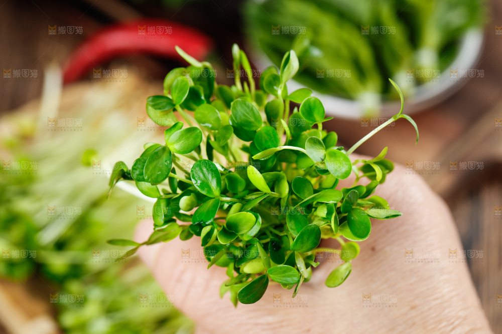 手拿香椿芽