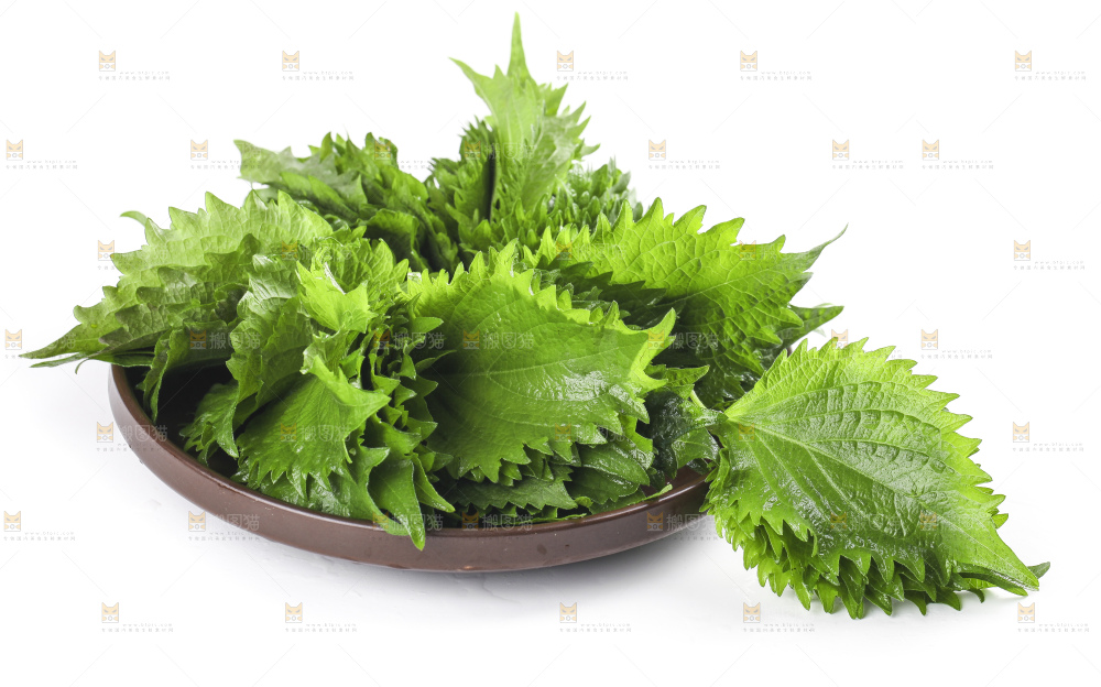 一盘紫苏叶放在白底上