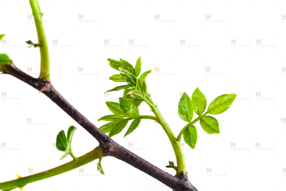 白底上的新鲜花椒芽
