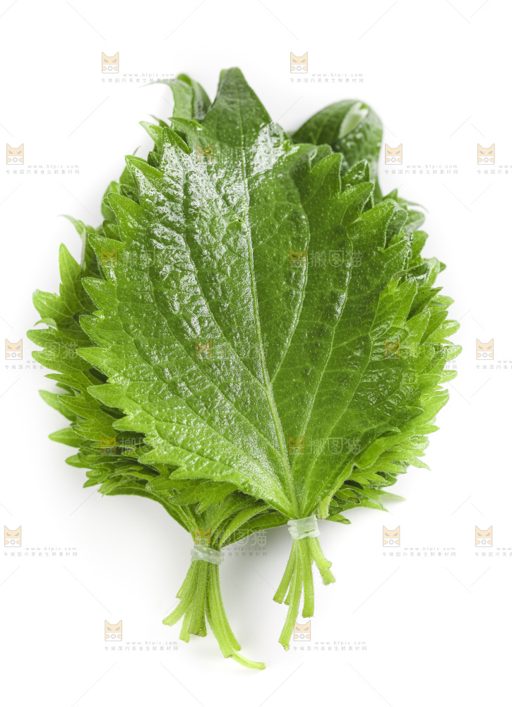 白底上的绿紫苏叶