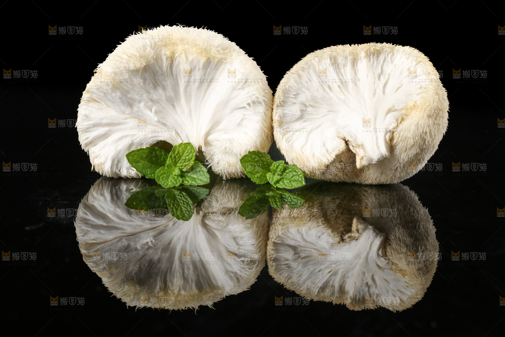 黑石板上的古田猴头菇