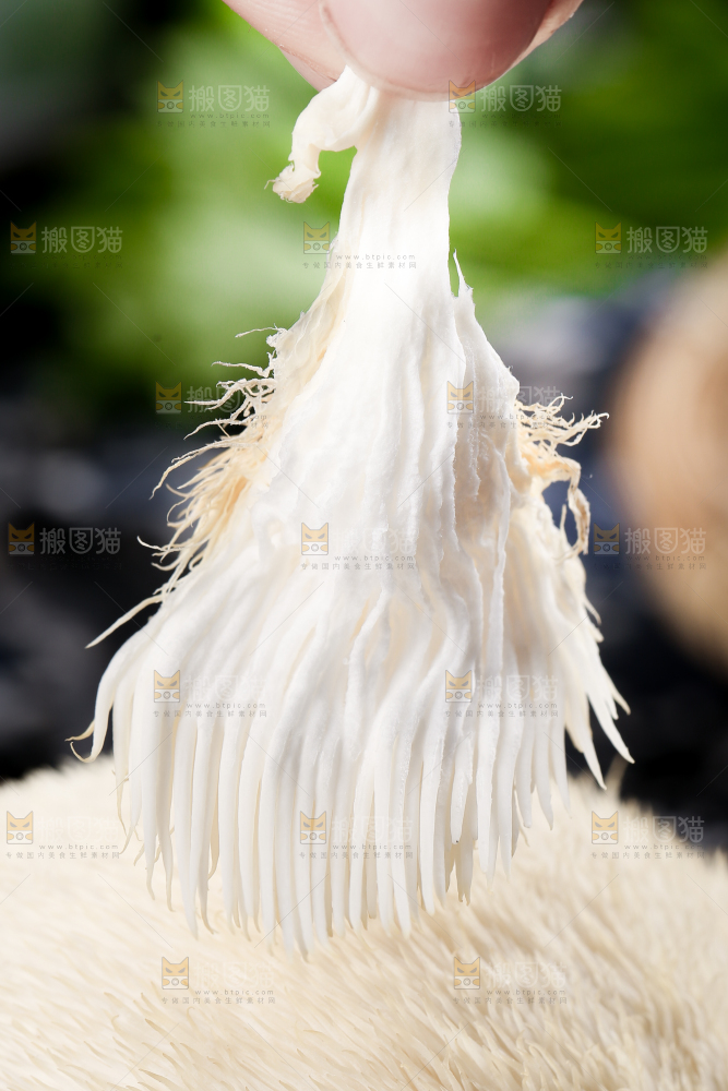 手里拿着长白山猴头菇