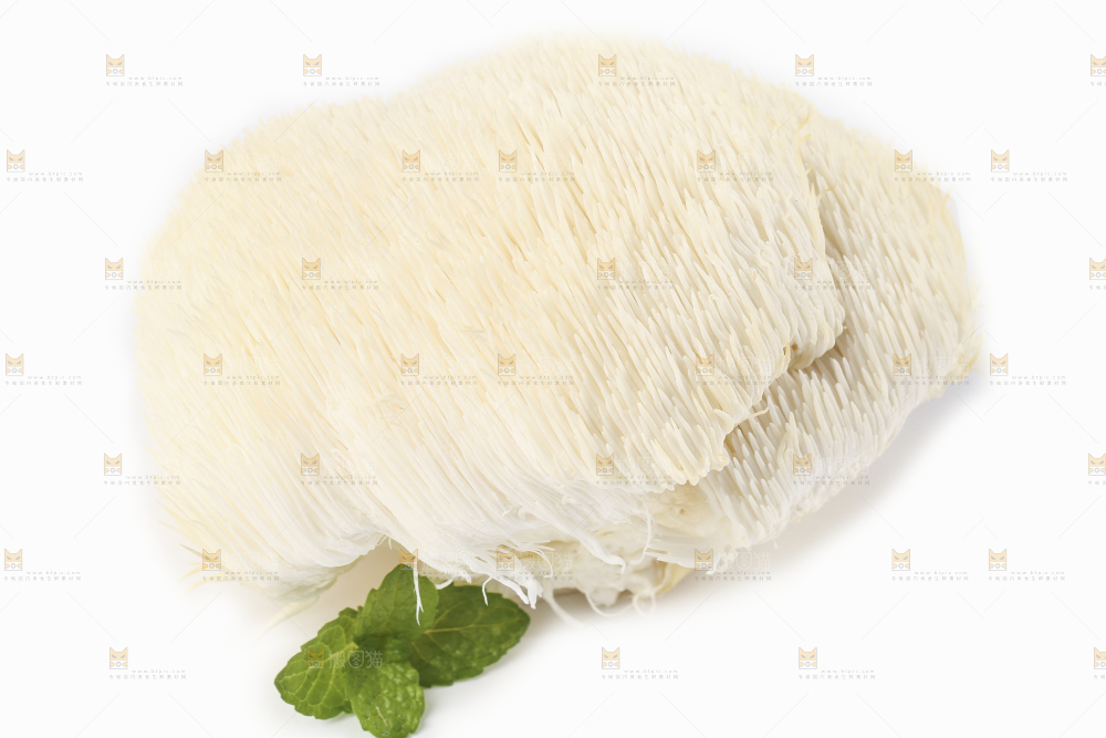 白底上的长白山猴头菇