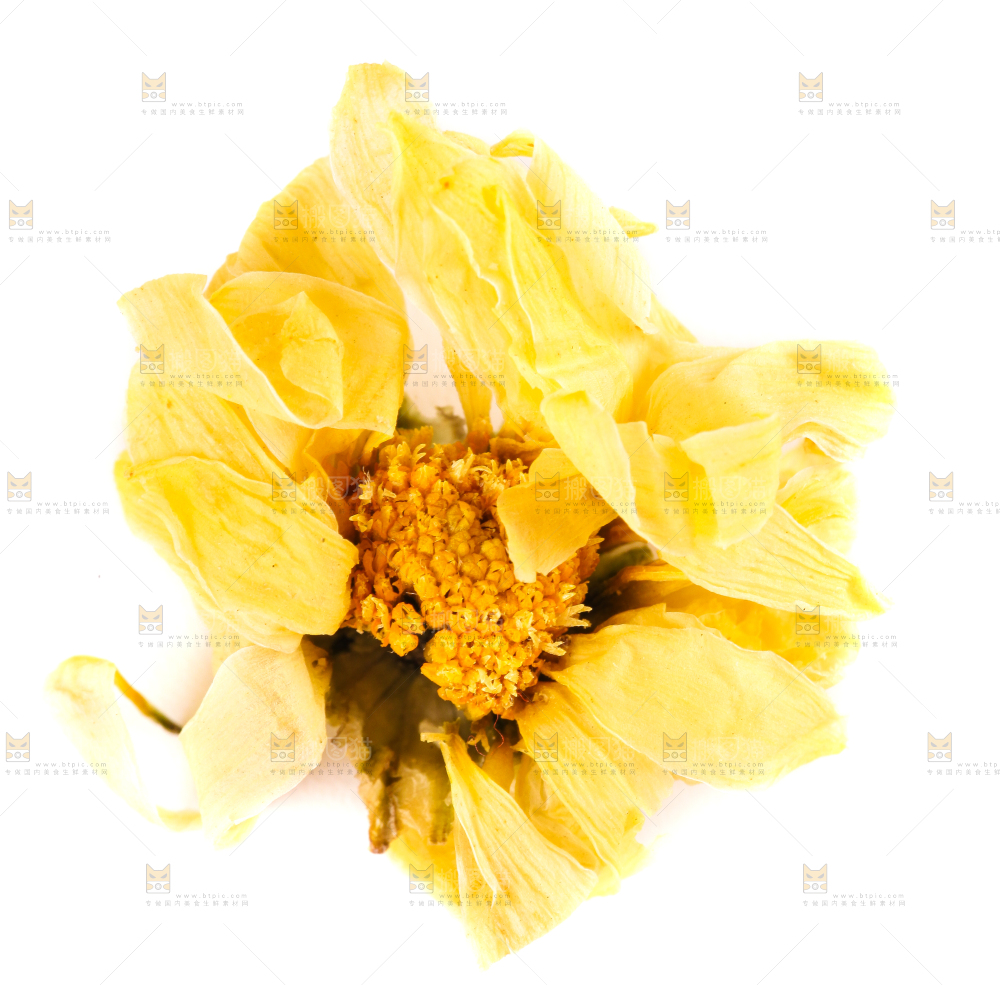白底上的干菊花
