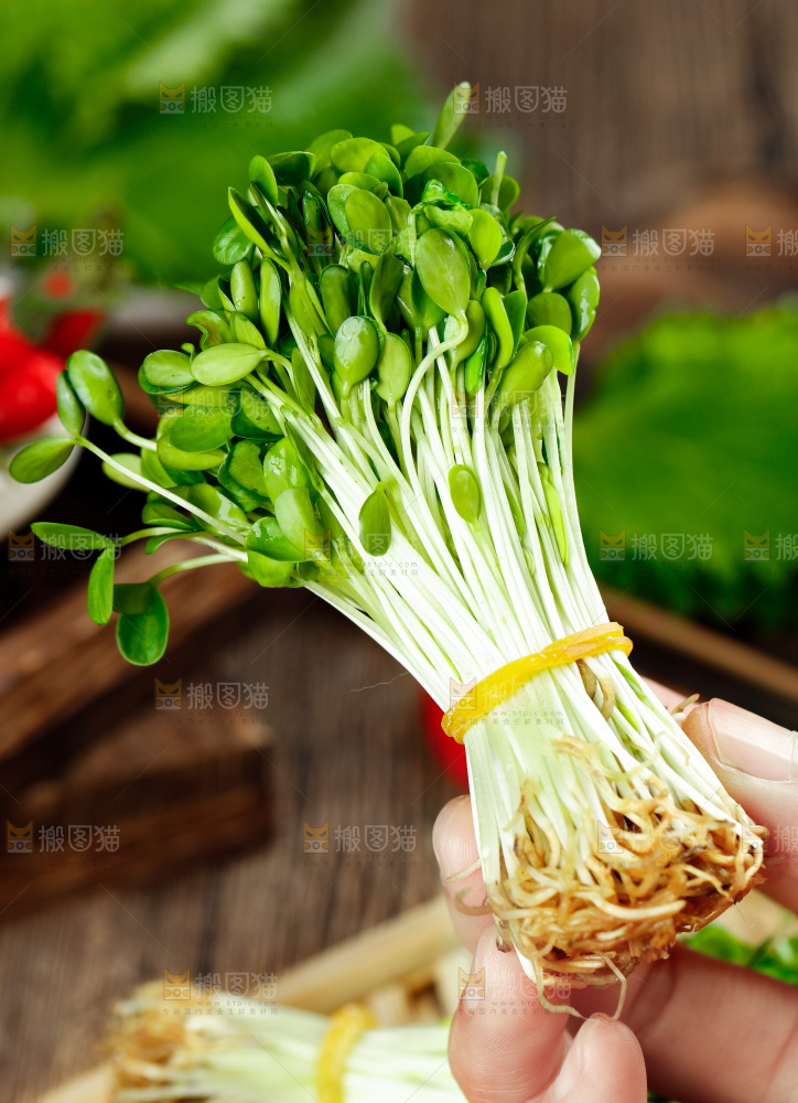 手拿香椿苗芽