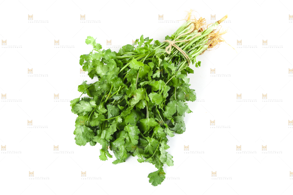 白底上放着一捆农家香菜