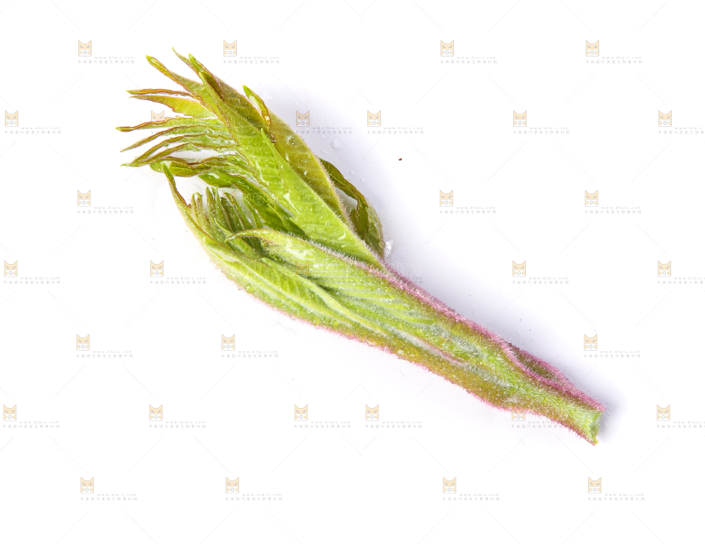 白底上放着新鲜香椿芽