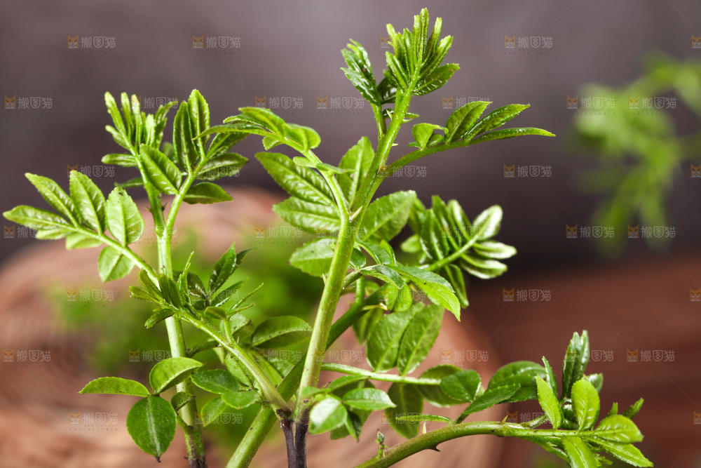 木底上的麻香花椒芽