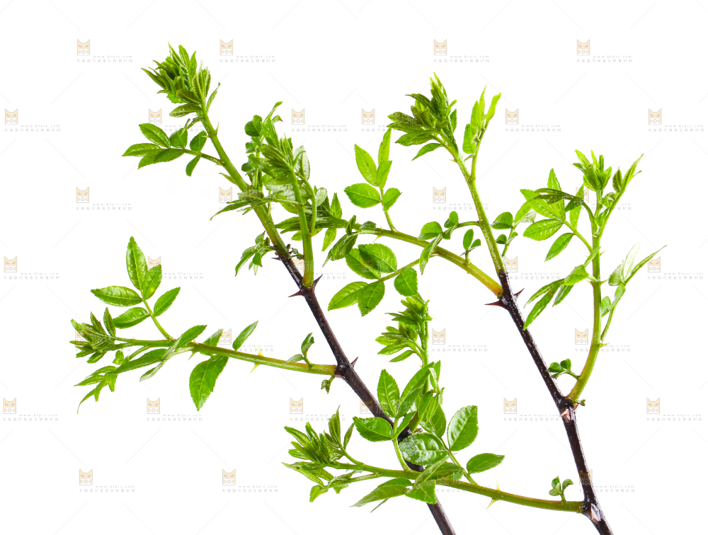白底上的新鲜花椒芽