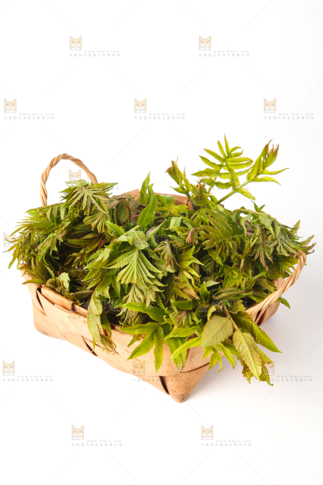 白底上放着一篮香椿芽